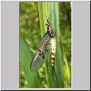 Ephemera danica - Eintagsfliege 08.jpg